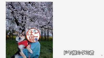 倉庫の下で産まれた赤ちゃん犬…『保護から現在までの姿』に涙が止まらないと182万再生「幸せな出逢いに感謝」と感動の声集まる