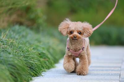 犬を初めて飼ったときに経験すること5選　迎える前に知っておくべき心得とは？