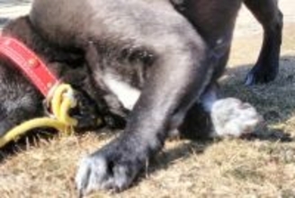 お出かけ中の犬が、突然地面に耳を当てて…センスを感じる『飼い主の一言』に4万いいね集まる「きっと聞こえてるｗ」「最高に可愛い顔」と絶賛