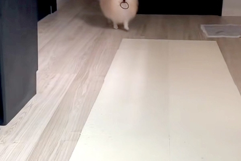 髪ゴムを無くしてしまった女性→なぜか犬がよちよち歩いてきて…天使のような『まさかの行動』が220万再生「本当いい子」「間違いなく天才」