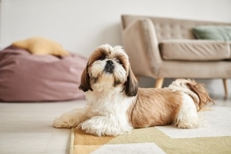 犬が家の中で『好む場所』4選　愛犬が安心できる環境とは？今すぐに改善すべき部屋の状態まで