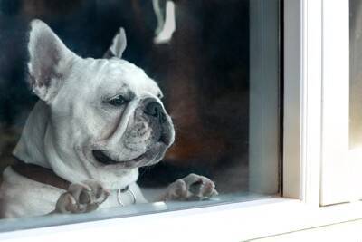 犬が家の中で『好む場所』4選　愛犬が安心できる環境とは？今すぐに改善すべき部屋の状態まで