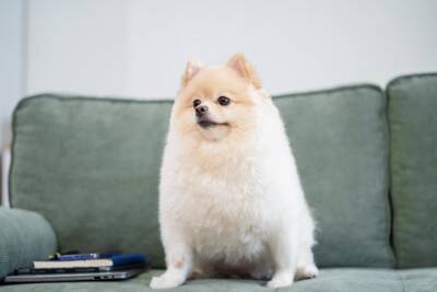 犬が家の中で『好む場所』4選　愛犬が安心できる環境とは？今すぐに改善すべき部屋の状態まで