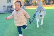 2歳の女の子が『大型犬のリードを持った』結果→そのまま転んでしまい…まさかの『優しすぎる対応』が16万再生「みんな可愛い」「理想の家族」