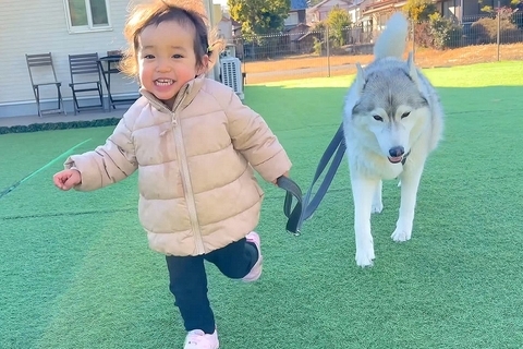 2歳の女の子が『大型犬のリードを持った』結果→そのまま転んでしまい…まさかの『優しすぎる対応』が16万再生「みんな可愛い」「理想の家族」