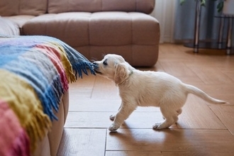 犬にも『反抗期』はあるの？始まるタイミングは？飼い主がすべき適切な対応までご紹介