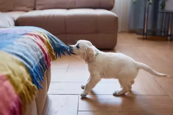 犬にも『反抗期』はあるの？始まるタイミングは？飼い主がすべき適切な対応までご紹介