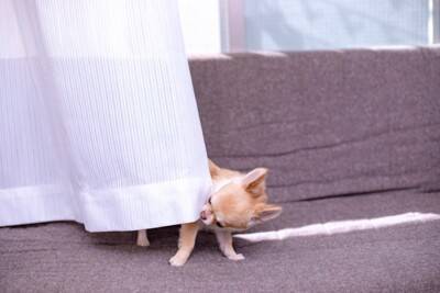 犬にも『反抗期』はあるの？始まるタイミングは？飼い主がすべき適切な対応までご紹介
