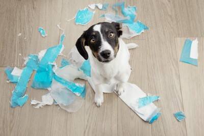 犬にも『反抗期』はあるの？始まるタイミングは？飼い主がすべき適切な対応までご紹介