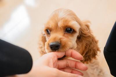犬にも『反抗期』はあるの？始まるタイミングは？飼い主がすべき適切な対応までご紹介