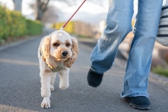 犬の散歩で使ってはいけない『絶対NGなリード』5選　愛犬を危険にさらすリードの特徴とは？