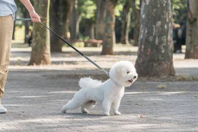 犬の散歩で使ってはいけない『絶対NGなリード』5選　愛犬を危険にさらすリードの特徴とは？