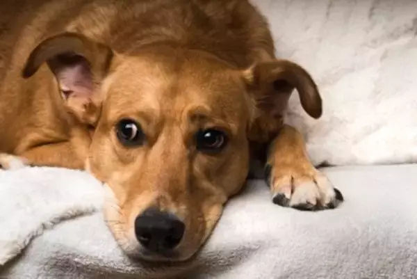 犬を『イライラ』させる飼い主の行動5つ　愛犬はどんなことで不機嫌になるの？ストレスを感じているサインとは