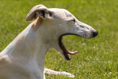 犬を『イライラ』させる飼い主の行動5つ　愛犬はどんなことで不機嫌になるの？ストレスを感じているサインとは
