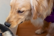 生まれて初めて『大型犬』と接触した小型犬→想像以上にビビってしまい…100点満点な『表情』に1万いいね「壁になるの草」「アザラシすぎる」