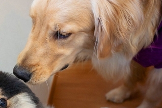 生まれて初めて『大型犬』と接触した小型犬→想像以上にビビってしまい…100点満点な『表情』に1万いいね「壁になるの草」「アザラシすぎる」