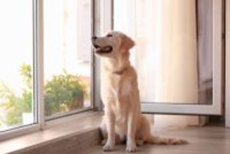 犬が部屋を徘徊する理由４選　ウロウロしてしまう原因や対処法とは？