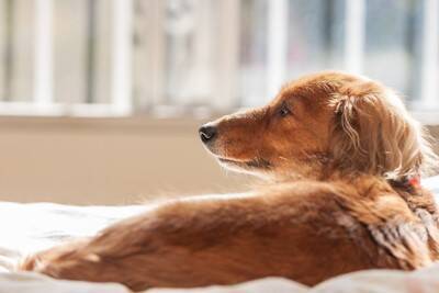 犬が部屋を徘徊する理由４選　ウロウロしてしまう原因や対処法とは？