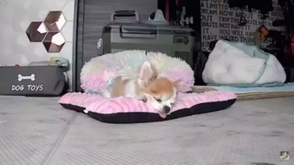 おばあちゃん犬がひとりお留守番中『苦手なカミナリ』が鳴った結果…『切なすぎる姿』が泣けてくると3万再生「健気で涙…」「心細かったよね」