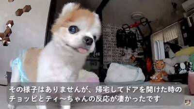 おばあちゃん犬がひとりお留守番中『苦手なカミナリ』が鳴った結果…『切なすぎる姿』が泣けてくると3万再生「健気で涙…」「心細かったよね」