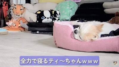 おばあちゃん犬がひとりお留守番中『苦手なカミナリ』が鳴った結果…『切なすぎる姿』が泣けてくると3万再生「健気で涙…」「心細かったよね」