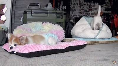 おばあちゃん犬がひとりお留守番中『苦手なカミナリ』が鳴った結果…『切なすぎる姿』が泣けてくると3万再生「健気で涙…」「心細かったよね」