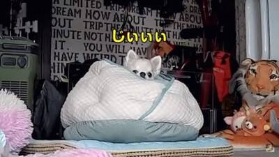 おばあちゃん犬がひとりお留守番中『苦手なカミナリ』が鳴った結果…『切なすぎる姿』が泣けてくると3万再生「健気で涙…」「心細かったよね」