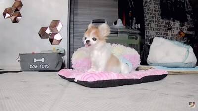 おばあちゃん犬がひとりお留守番中『苦手なカミナリ』が鳴った結果…『切なすぎる姿』が泣けてくると3万再生「健気で涙…」「心細かったよね」