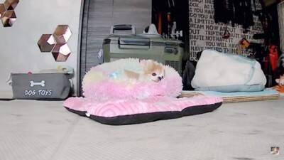 おばあちゃん犬がひとりお留守番中『苦手なカミナリ』が鳴った結果…『切なすぎる姿』が泣けてくると3万再生「健気で涙…」「心細かったよね」