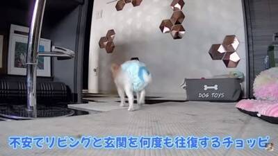 おばあちゃん犬がひとりお留守番中『苦手なカミナリ』が鳴った結果…『切なすぎる姿』が泣けてくると3万再生「健気で涙…」「心細かったよね」