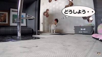 おばあちゃん犬がひとりお留守番中『苦手なカミナリ』が鳴った結果…『切なすぎる姿』が泣けてくると3万再生「健気で涙…」「心細かったよね」
