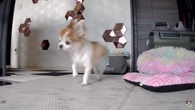 おばあちゃん犬がひとりお留守番中『苦手なカミナリ』が鳴った結果…『切なすぎる姿』が泣けてくると3万再生「健気で涙…」「心細かったよね」