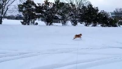 大雪が降った空港で、犬が2日ぶりにお母さんと再会…発見した瞬間に見せた『とんでもなく尊い姿』が160万再生「映画のワンシーンみたい」