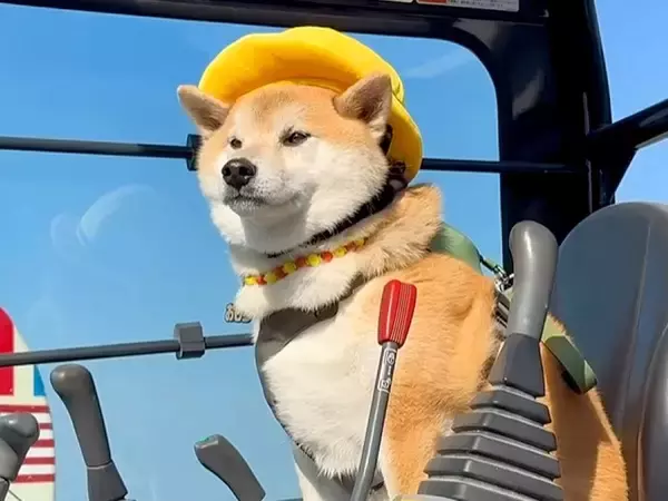 乗り物が大好きな柴犬のために『巨大ショベルカー』を手配した結果→まさかの展開が15万再生「あまりにも可愛すぎる」「本当に楽しそう」と絶賛
