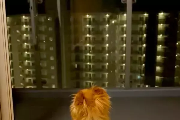 愛犬が亡くなり3ヶ月→ふとカメラロールを見てみたら…今すぐに会いたくなる『涙腺崩壊する光景』が150万再生「辛いよね」「励まされます」