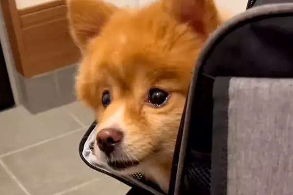 飼い主が急死し『3日間放置されていた犬』→放っておけないとお迎えした結果…新しい家族が増えた光景に反響「かわいい笑顔」「幸せな犬生を」