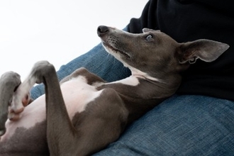 犬が飼い主に『お腹を見せてくる』6つの理由 　どんな意味があるの？仰向けになったときの適切な接し方まで