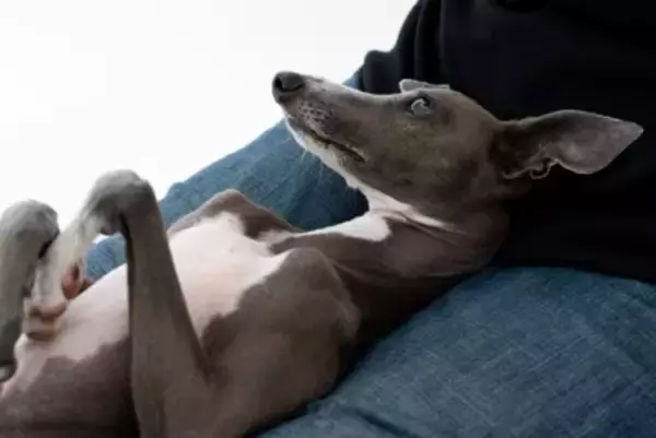 犬が飼い主に『お腹を見せてくる』6つの理由 　どんな意味があるの？仰向けになったときの適切な接し方まで