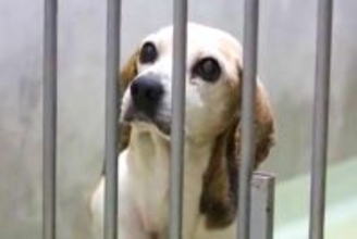 多頭飼育崩壊で『家を失った高齢犬』を保護→『家族になりたい』と里親が現れ…幸せを掴んだ現在に思わず感動「本当よかった」「涙が止まらない」