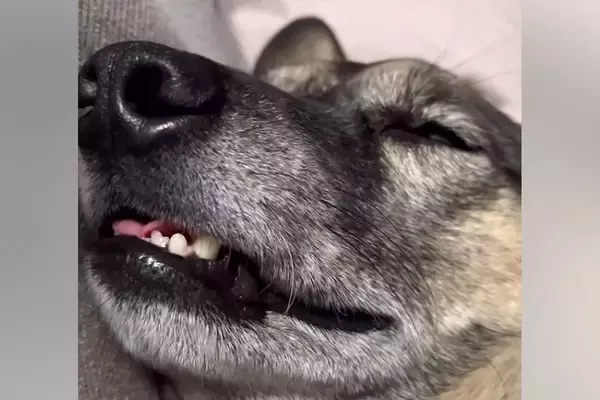 ぐっすり眠っている犬→顔がピクピク動き出して…衝撃的な『寝顔』と『イビキ』がおもしろ可愛いと反響「想像以上で草」「本当に愛おしいｗ」