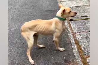 山中に捨てられた『骨が浮き出るほどガリガリの犬』→不安な顔をして…涙溢れる『幸せを掴んだ光景』に感動の声「愛を感じる…」「泣いちゃった」