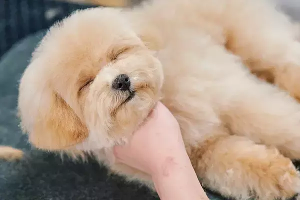 トリミングでイヤイヤする犬→途中でスイッチが切れてしまい…まさかの『突然眠りに落ちる光景』が尊いと反響「赤ちゃんすぎる…」「たまらん」