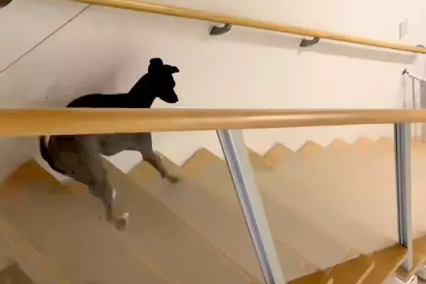 階段を下りる犬を撮影→『普通に下りるかな』と思ったら…陽気すぎる『まさかの光景』が63万再生「ディズニー映画の犬みたい」「可愛すぎるｗ」