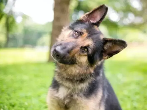 犬につけてはいけない『名前』４選　愛犬を混乱させてしまうかも…知っておくべきダメな理由まで