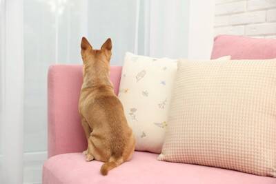 犬につけてはいけない『名前』４選　愛犬を混乱させてしまうかも…知っておくべきダメな理由まで