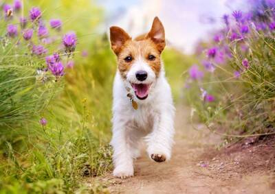 犬につけてはいけない『名前』４選　愛犬を混乱させてしまうかも…知っておくべきダメな理由まで
