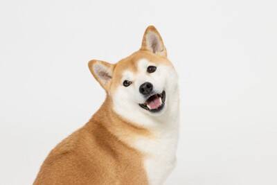 犬につけてはいけない『名前』４選　愛犬を混乱させてしまうかも…知っておくべきダメな理由まで