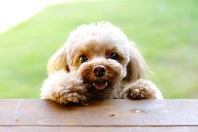 犬につけてはいけない『名前』４選　愛犬を混乱させてしまうかも…知っておくべきダメな理由まで