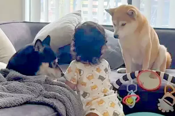 まだ『パパママ』を言えない赤ちゃん→犬と一緒に育った結果…初めて口にした『まさかの言葉』が素敵すぎると反響「絶対呼んでる」「ほっこり」