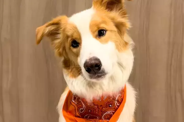 『お姉ちゃんとパパを起こしてきて』と犬にお願いした結果→あまりにも露骨な『態度の違い』に絶賛「熱量の差ありすぎて草」「言葉理解して凄い」